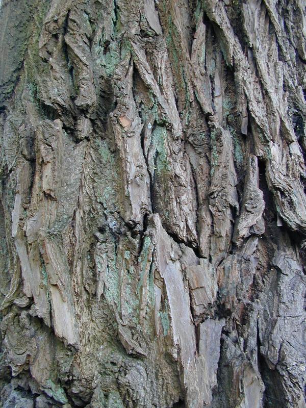 Cambridge, England: Botanic Garden: White Willow tree (Salix alba 'Vitellina') bark