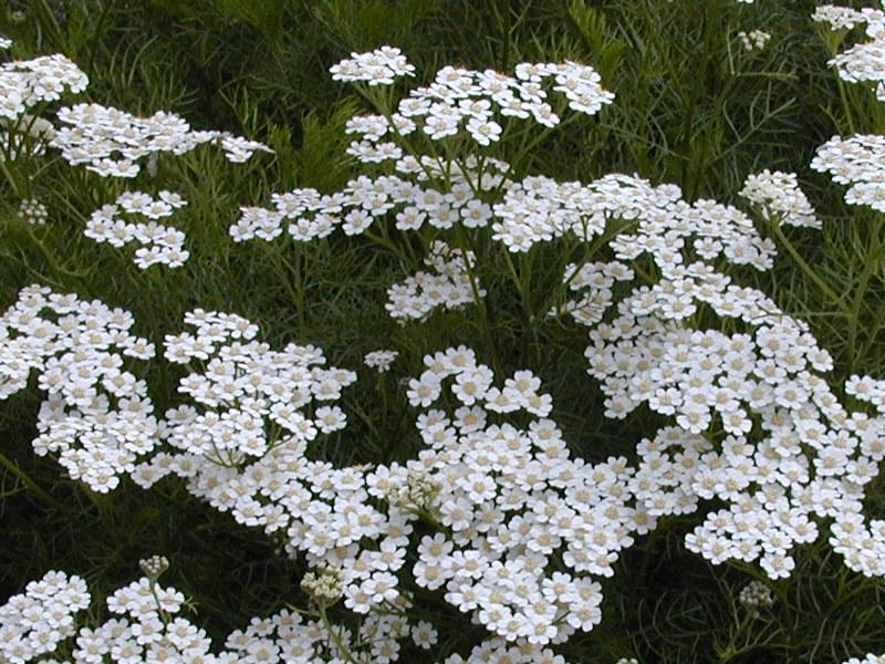 Cambridge, England: Botanic Garden: Achillea abrotanoides