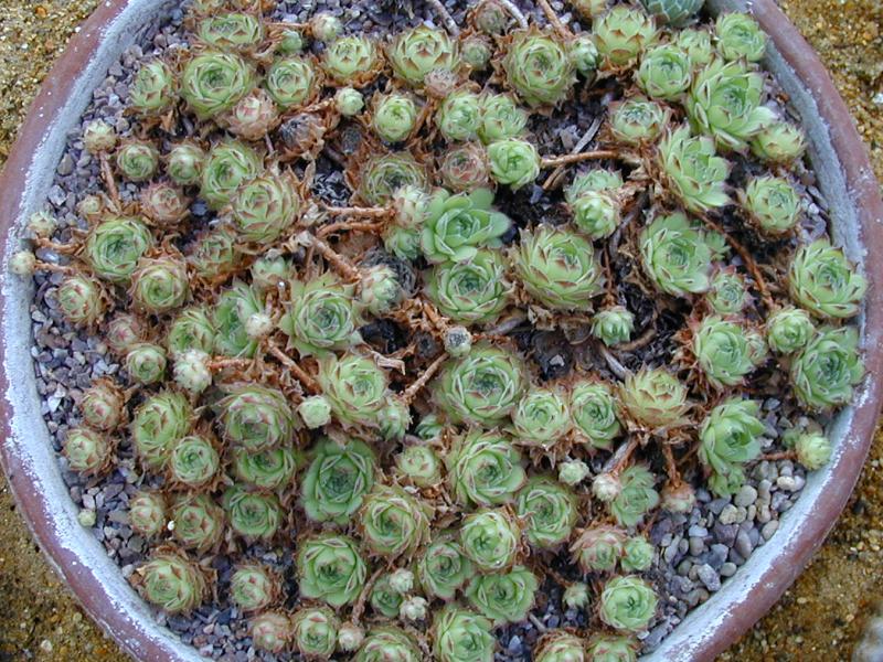 Cambridge, England: Botanic Garden: Houseleek (Sempervivum kosaninii)