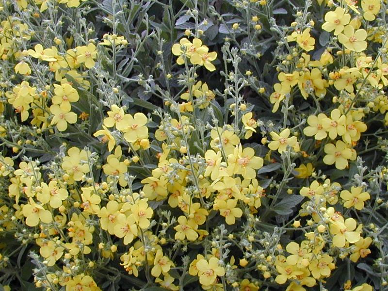 Cambridge, England: Botanic Garden: Mullein (Verbascum 'Letitia')