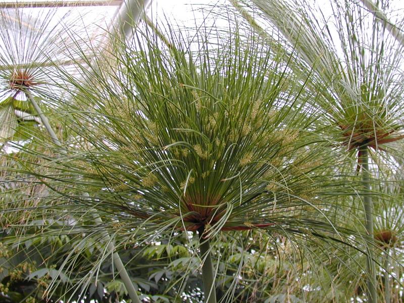 Cambridge, England: Botanic Garden: Papyrus (Cyperus papyrus)