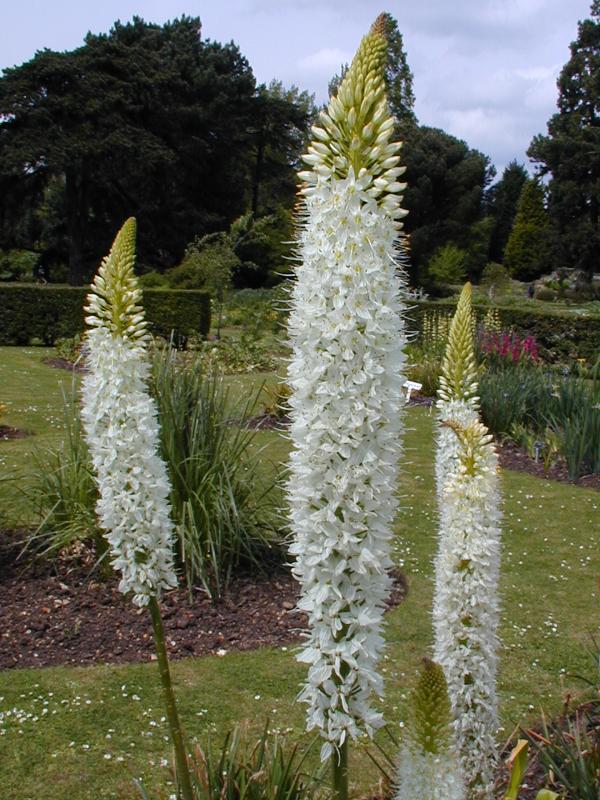 Cambridge, England: Botanic Garden: Foxtail Lily (Eremurus himalaicus)