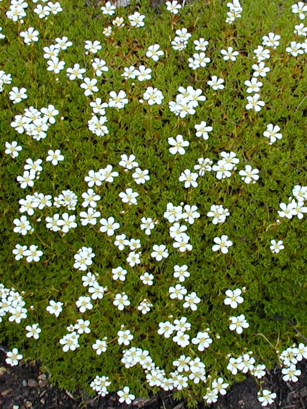Cambridge, England: Botanic Garden: Saxifrage (Saxifraga canaliculata)