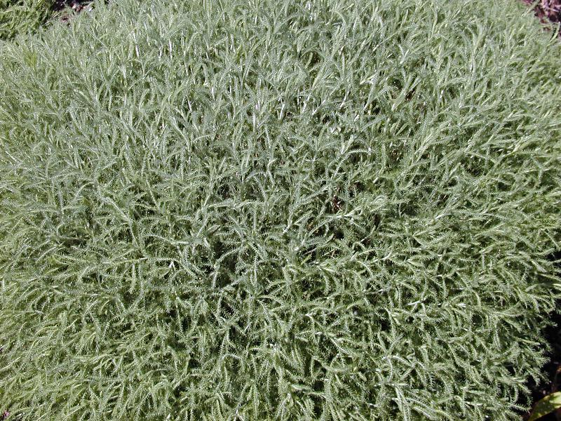 Cambridge, England: Botanic Garden: Lavender Cotton (Santolina chamaecyparissus var. neapolitana 'Sulphurea')