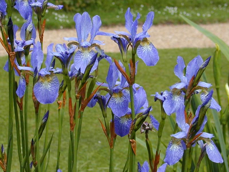 Cambridge, England: Botanic Garden: Iris sibirica 'Perry's Blue')