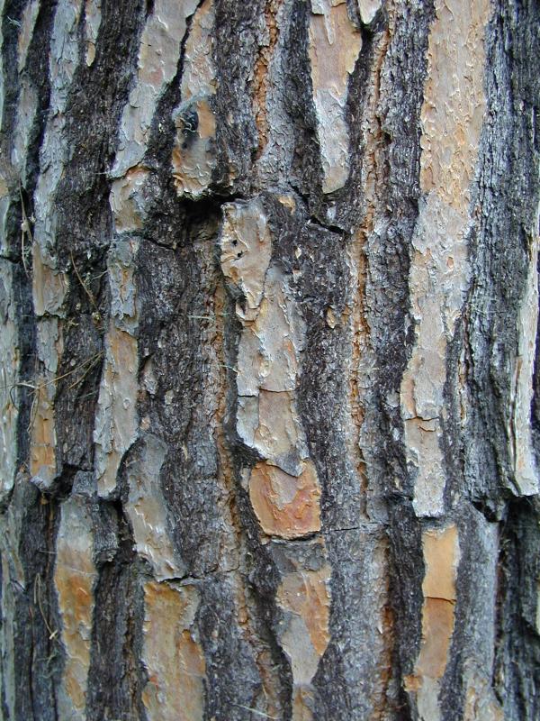 Cambridge, England: Botanic Garden: Stone Pine (Pinus pinea) bark