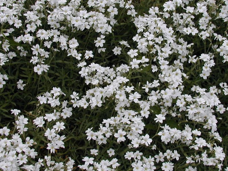 Cambridge, England: Botanic Garden: Snow in Summer (Cerastium tomentosum)