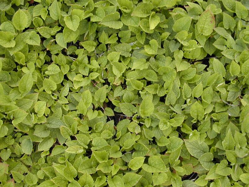 Cambridge, England: Botanic Garden: Creeping Forget-me-not (Omphalodes verna)