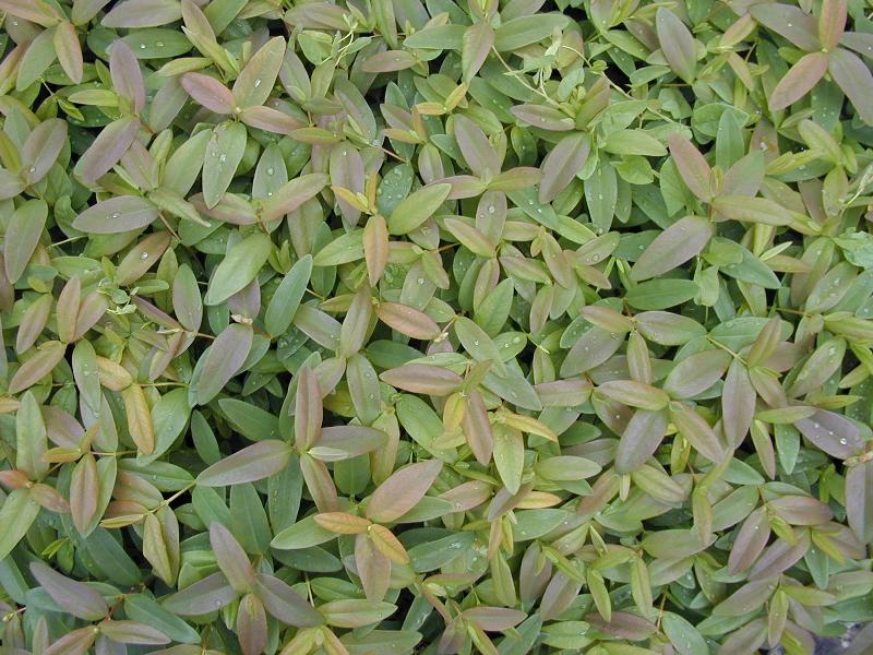Cambridge, England: Botanic Garden: Rose of Sharon (Hypericum calycinum) leaves