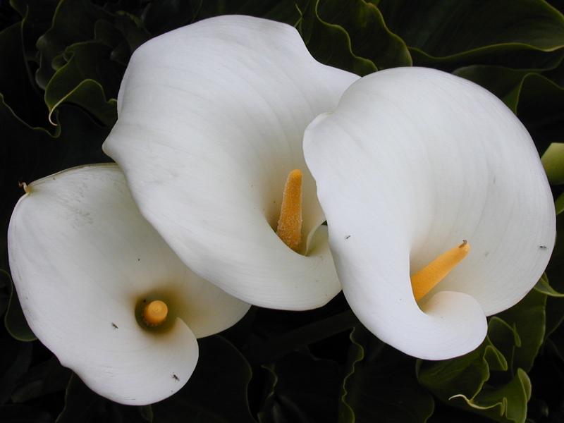 Cambridge, England: Botanic Garden: Arum Lily (Zantedeschia aethiopica)