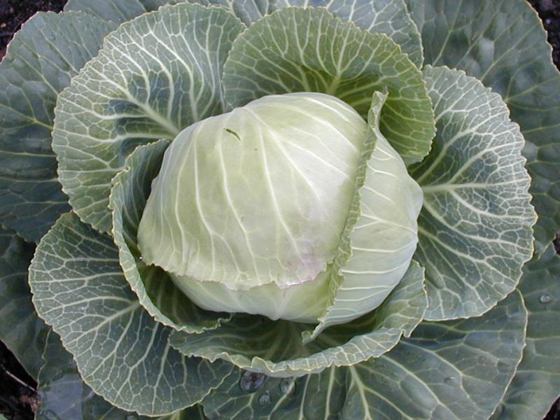 Cambridge, England: Botanic Garden: Cabbage (Brassica oleracea 'Greyhound')