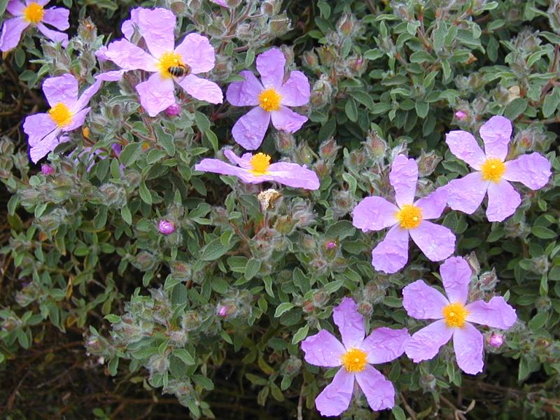 Cambridge, England: Botanic Garden: Rock Rose (Cistus creticus, Cistus villosus)