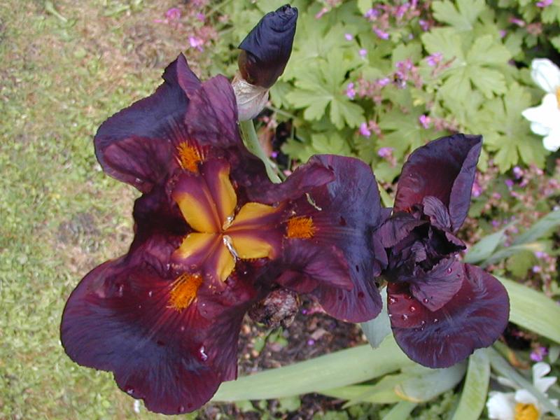 Cambridge, England: Botanic Garden: Iris 'Caliente'