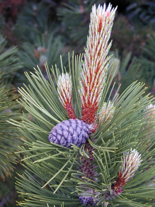 Cambridge, England: Botanic Garden: Bosnian Pine (Pinus heldreichii var. leucodermis) needles and cone