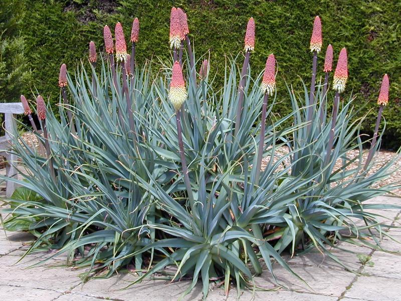Cambridge, England: Botanic Garden: Red Hot Poker (Kniphofia caulescens)