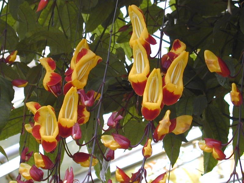 Cambridge, England: Botanic Garden: Mysore trumpetvine, Lady's Slipper Vine (Thunbergia mysorensis)
