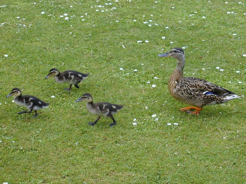 Cambridge, England: Botanic Garden: mother duck and children