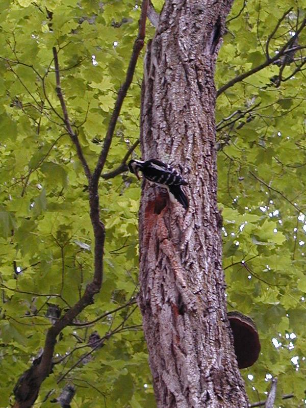 Plainfield, Massachusetts (MA): River Road: Downy or Hairy Woodpecker (with food for young)