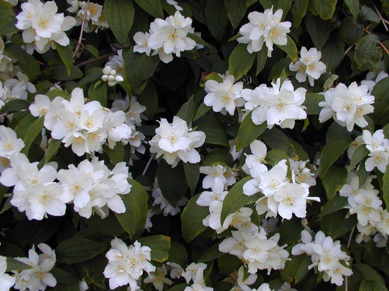 Cambridge, England: Botanic Garden: Mock Orange (Philadelphus)