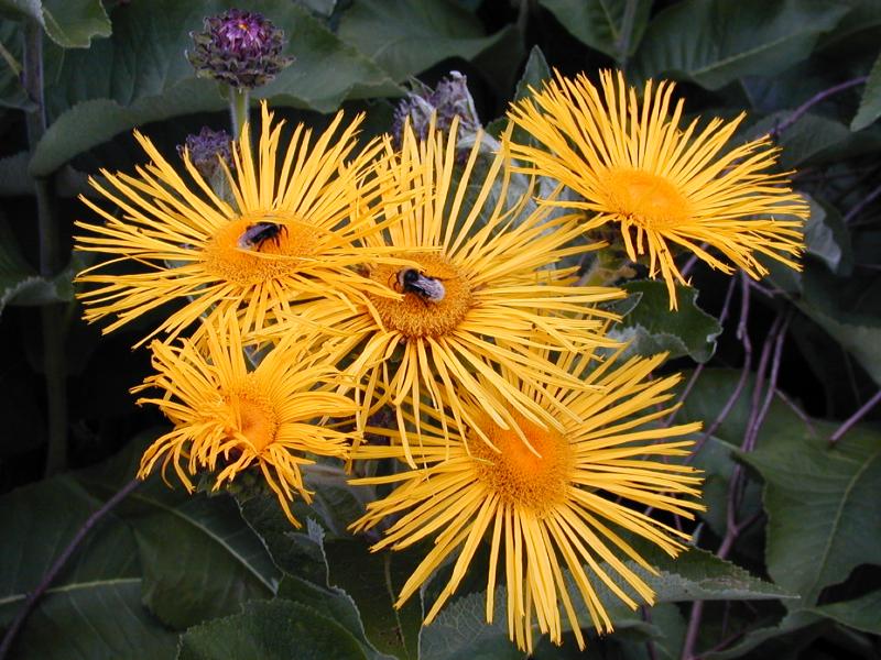 Cambridge, England: Botanic Garden: Inula salicina (with two bees)