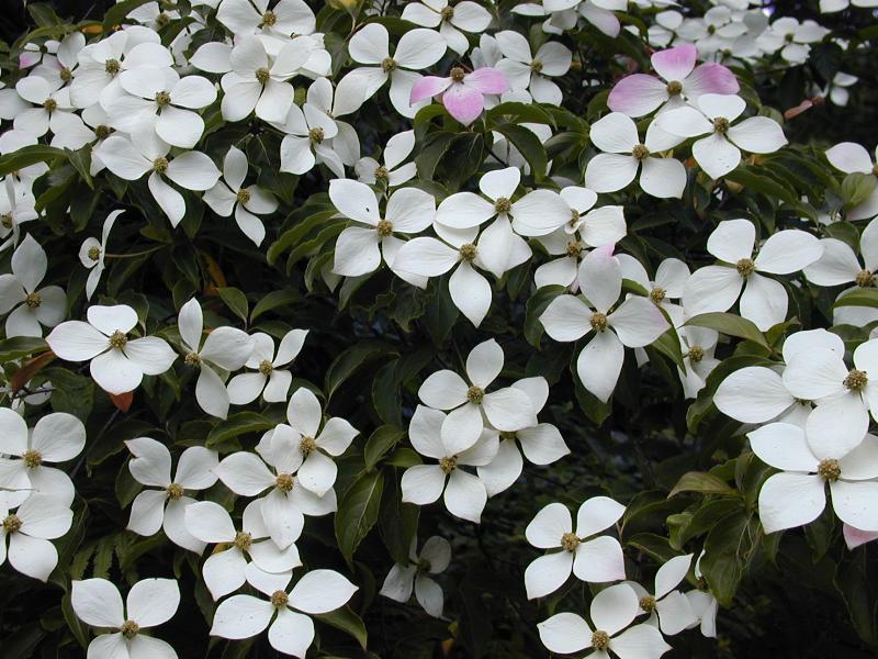 Cambridge, England: Botanic Garden: Dogwood (Cornus 'Norman Hadden')