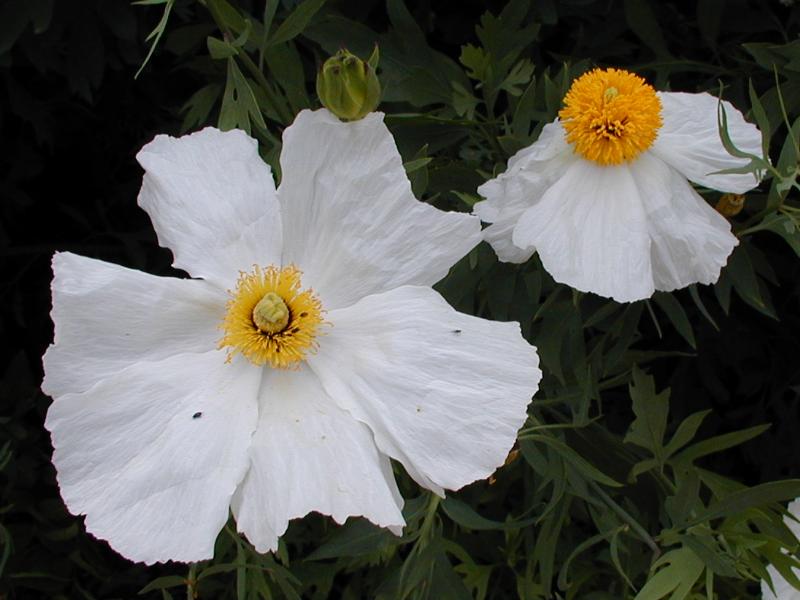 Cambridge, England: Botanic Garden: Californian Tree Poppy (Romneya coulteri)