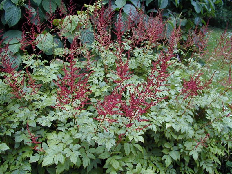 Cambridge, England: Botanic Garden: Spiraea (Astilbe x arendsii 'Fire')