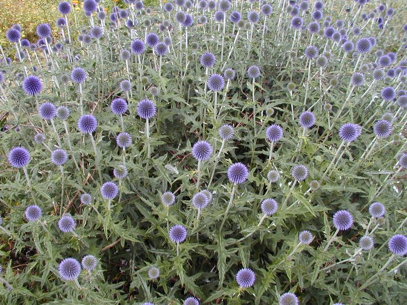 Cambridge, England: Botanic Garden: Globe Thistle (Echinops)