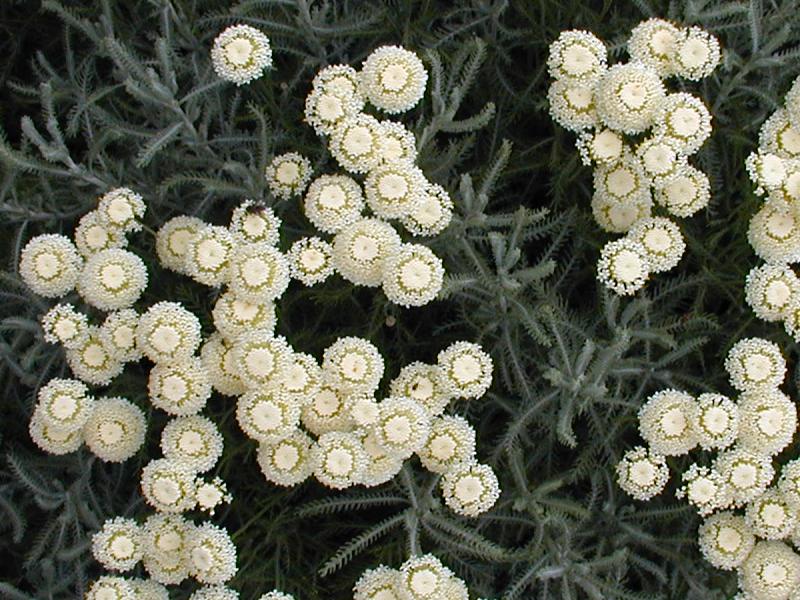 Cambridge, England: Botanic Garden: Lavender Cotton (Santolina chamaecyparissus var. neapolitana 'Sulphurea')