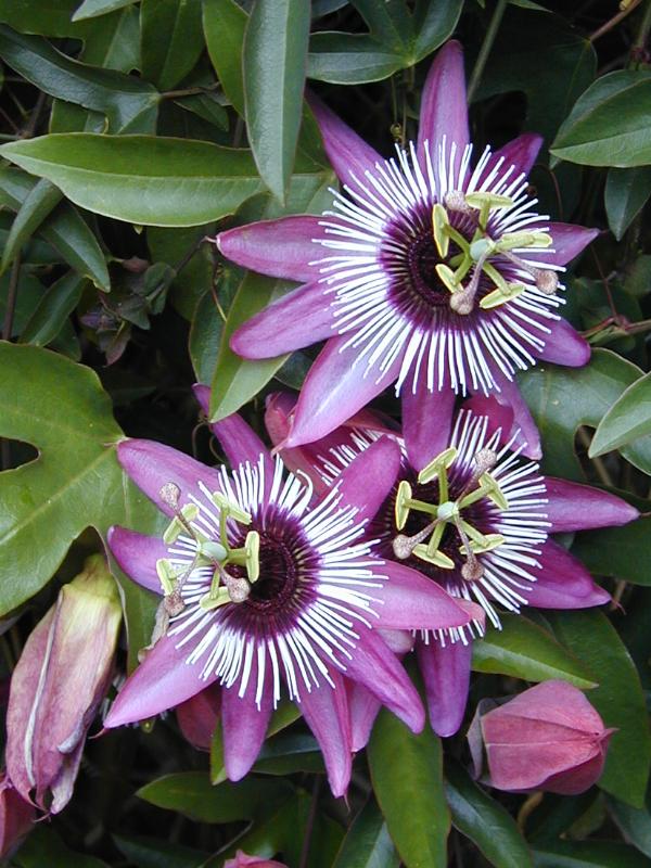 Cambridge, England: Botanic Garden: Passion Flower (Passiflora x violacea)