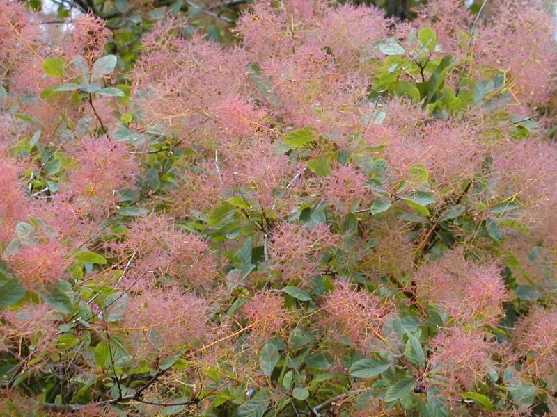 Cambridge, England: Botanic Garden: Smoke tree (Cotinus coggygria)