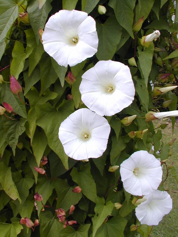 Cambridge, England: Botanic Garden: Bind Weed (Calystegia hederacea)