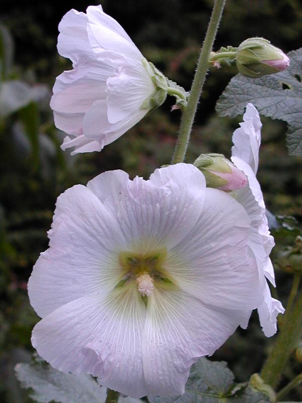 Cambridge, England: Roseford Road: Hollyhock (Althaea rosea, Althaea chinensis)