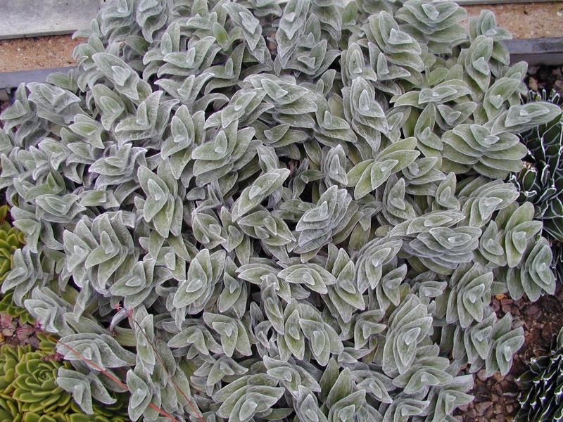Cambridge, England: Botanic Garden: White Velvet or Gossamer (Tradescantia sillamontana)