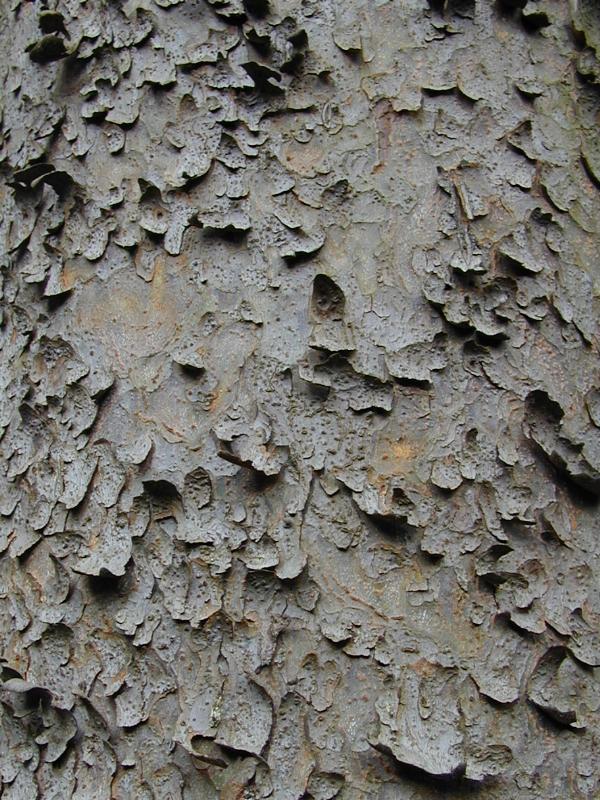 Cambridge, England: Botanic Garden: Chilgoza Pine (Pinus gerardiana) bark