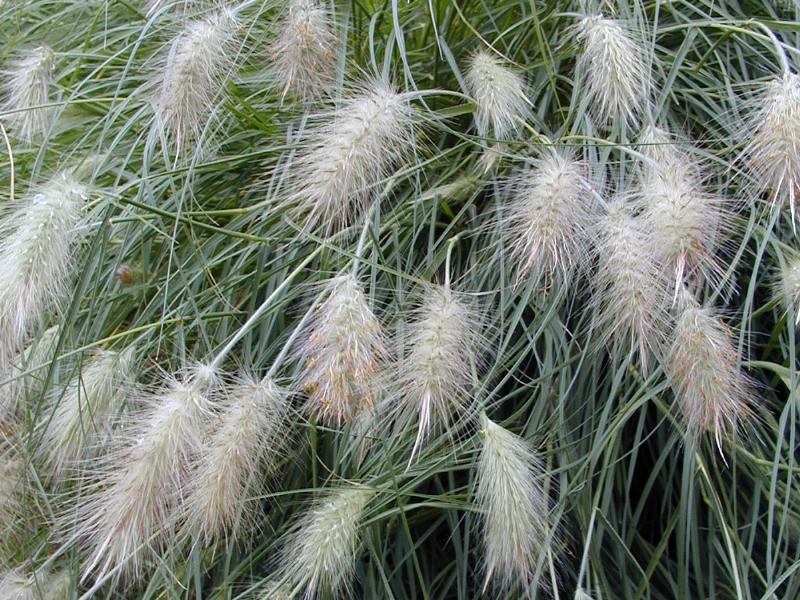 Cambridge, England: Botanic Garden: Abyssinian Feathertop or African Fountain Grass (Pennisetum villosum)