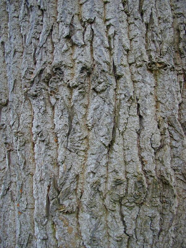Cambridge, England: Botanic Garden: Black Italian Poplar (Populus canadensis 'Serotina') bark