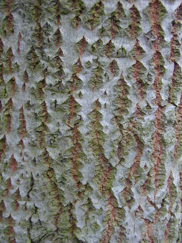 Cambridge, England: Botanic Garden: White Poplar (Populus alba) bark