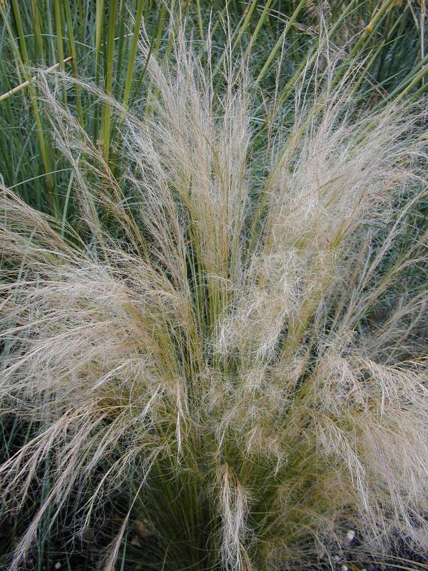 Cambridge, England: Botanic Garden: Mexican Feather Grass (Stipa tenuissima)