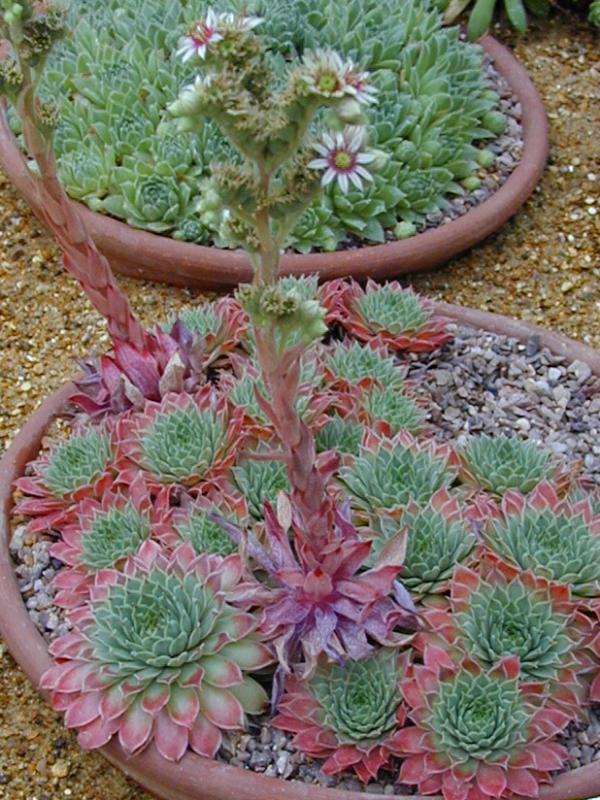 Cambridge, England: Botanic Garden: Houseleek (Sempervivum calcareum)