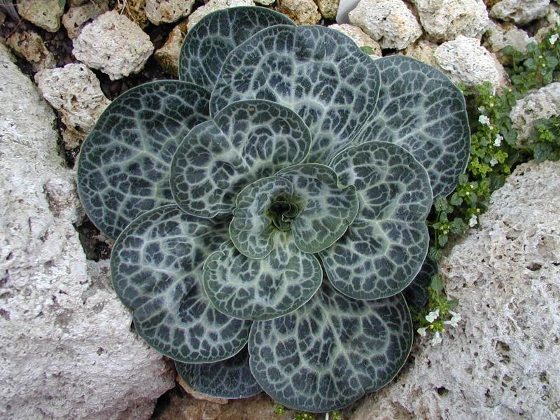 Cambridge, England: Botanic Garden: Dictyolimon macrorrhabdos