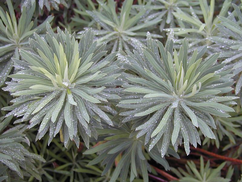 Cambridge, England: Botanic Garden: Euphorbia characias ssp. wulfenii 'Humpty Dumpty' with rain drops