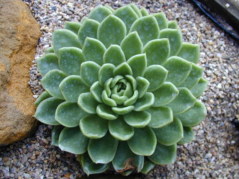 Cambridge, England: Botanic Garden: Mexican Snowball (Echeveria elegans var. simulans)