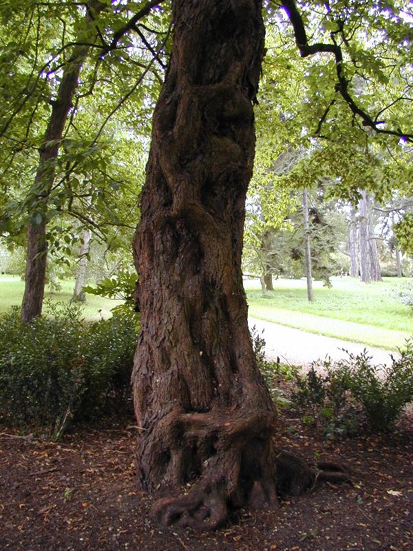 Cambridge, England: Botanic Garden: Hop Hornbeam (Ostrya carpinifolia) trunk