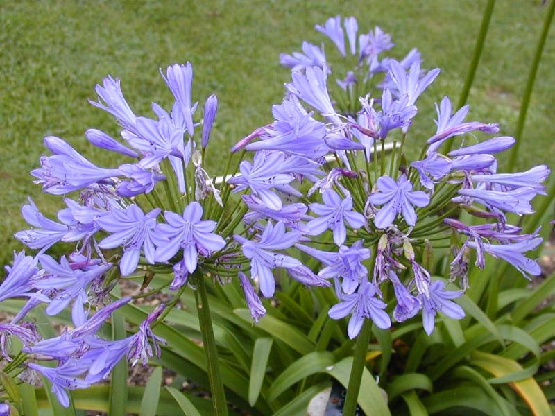 Cambridge, England: Botanic Garden: Agapanthus capensis