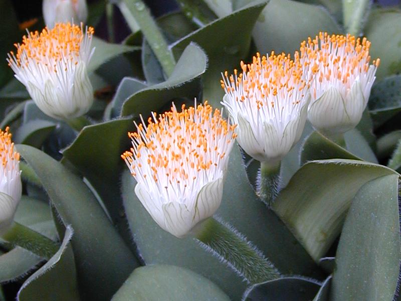 Cambridge, England: Botanic Garden: White Paint Brush (Haemanthus albiflos)