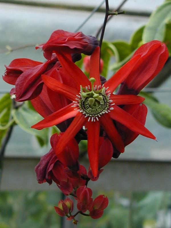Cambridge, England: Botanic Garden: Red Passion Flower (Passiflora racemosa)