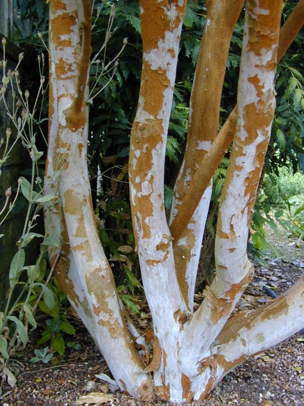 Cambridge, England: Botanic Garden: Arrayan (Myrtus luma, Luma apiculata) trunk