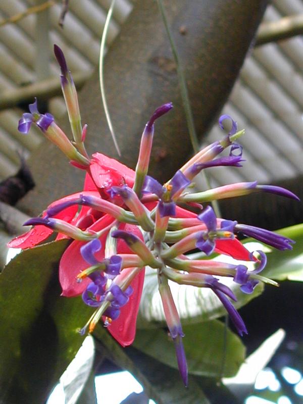 Cambridge, England: Botanic Garden: Neoregelia princeps