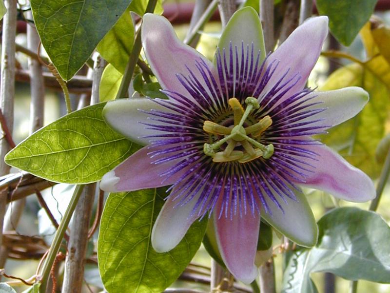 Cambridge, England: Botanic Garden: Passion Flower (Passiflora x bellotti)